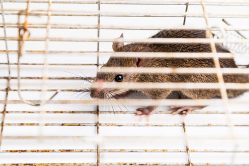 Preview: Close up of anxious rat trapped in metal cage