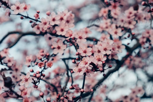 Vorschau: Frühlingsblüten.