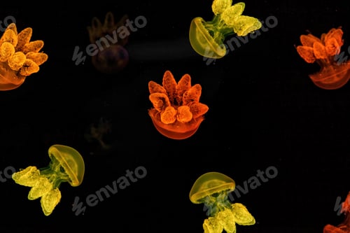 Preview: Shooting macro Lychnorhiza lucerna underwater