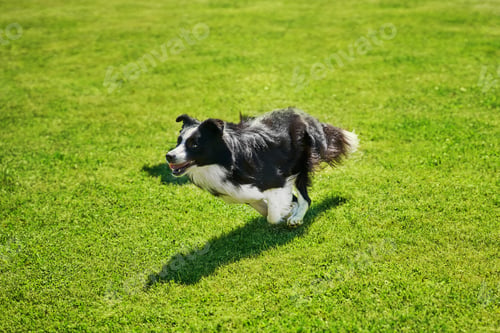 Preview: Border collie dog running on an agility field
