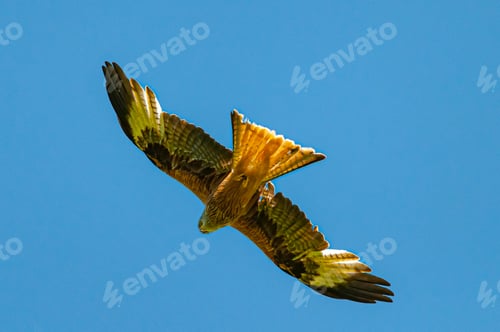 Preview: Whistling kite flying in the sky
