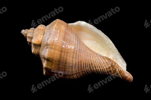 Preview: Hemifusus Tuba Shell Isolated on Black background