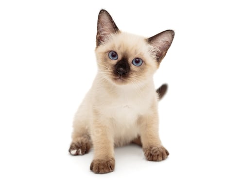 Preview: Small Siamese kitten