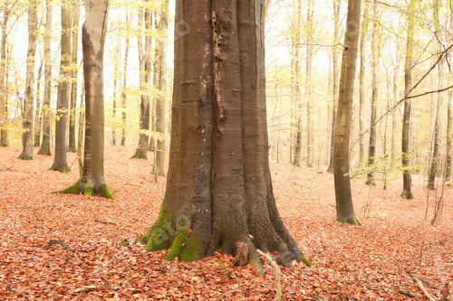 Preview: Autumn trees. Autumn - natural background.