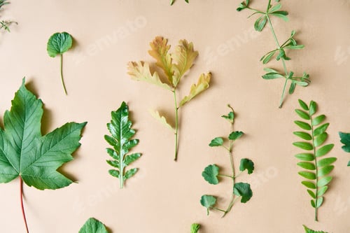 Preview: Botanical set of leaves, plants and herbs on beige background