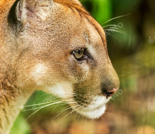 Preview: Puma Cat Portrait