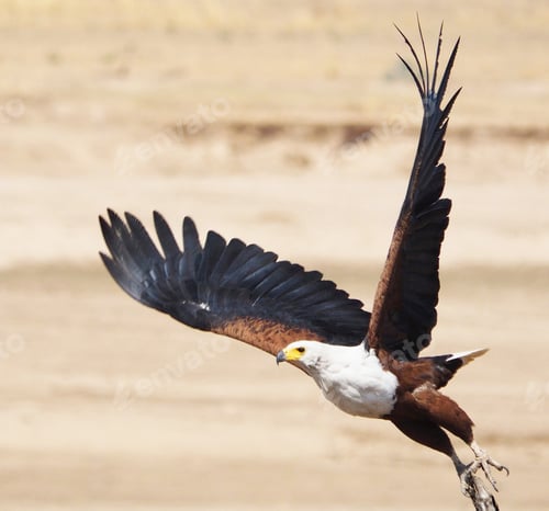 Preview: A Beautiful Zambia Wildlife picture of World