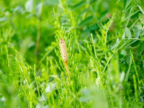 Preview: Close up of Horsetail in Japan