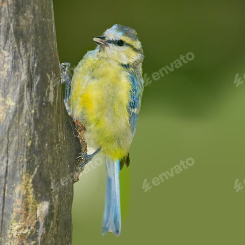 Preview: The Great Tit - Parus major