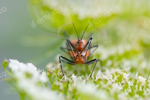 Preview: Red stink bug mating on a plant in the wild