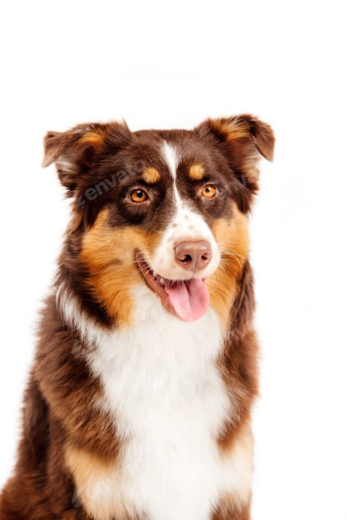Preview: Australian Shepherd dog