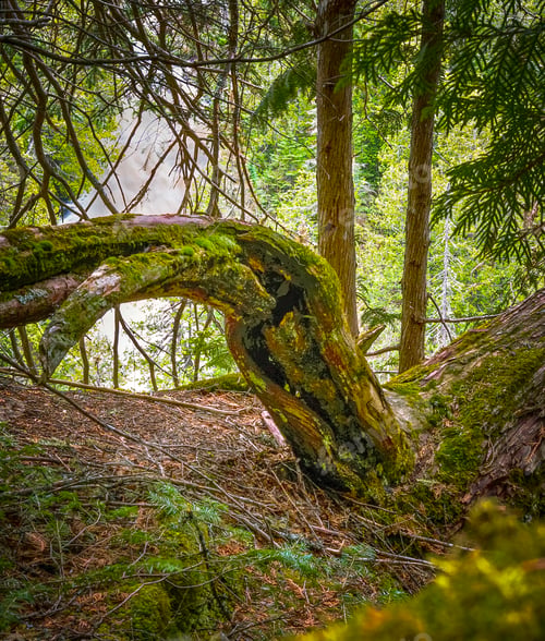 Preview: A green mossy forest with a waterfall in the distance through the trees