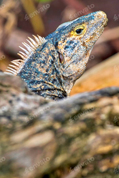 Preview: Black Iguana, Marino Ballena National Park, Costa Rica