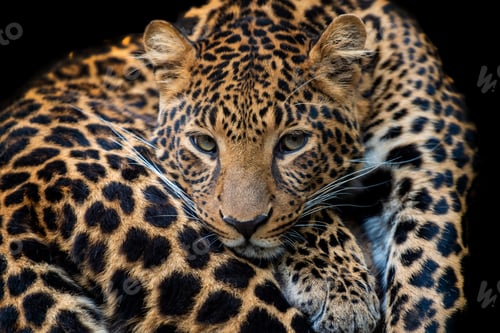 Preview: Close up leopard portrait