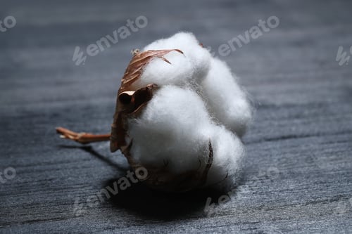 Preview: Cotton flower