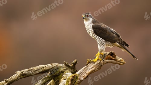 Preview: Northern goshawk sitting on a branch in autumn forest