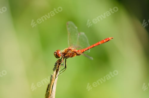 Preview: Close up of dragonfly.,Vagrant darter.