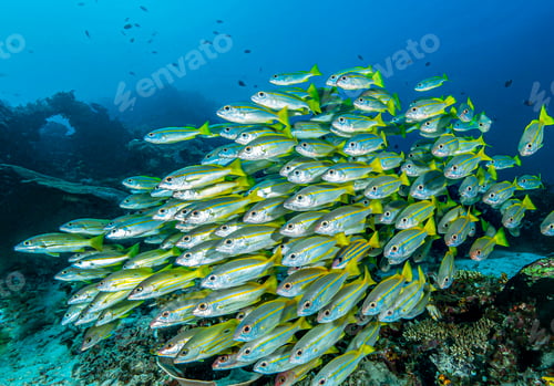 Preview: A Creative and Beautiful Indonesia underwater pictures