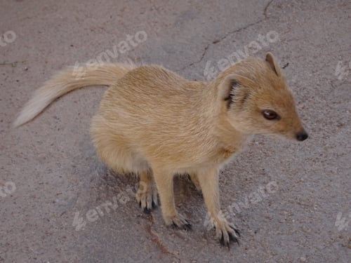 Preview: Yellow mongoose