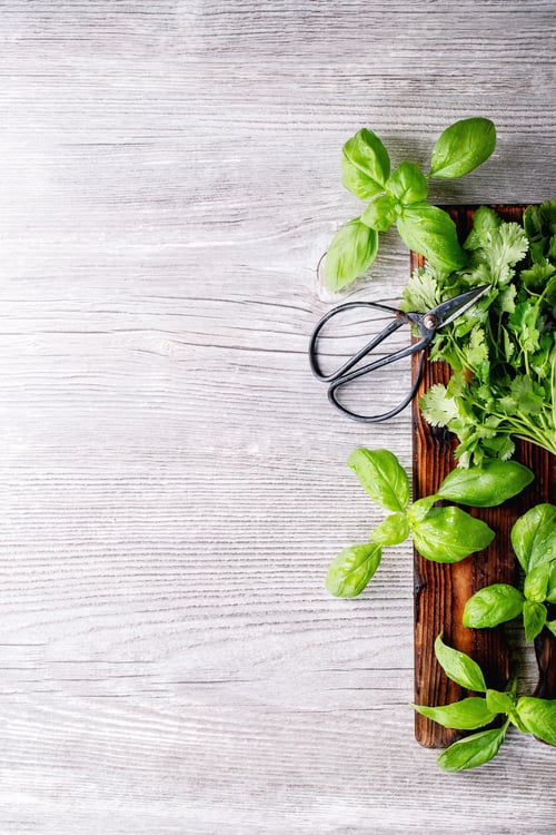 Preview: Fresh coriander and basil