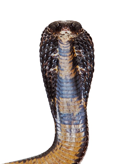 Preview: Black Pakistani Cobra Looking Into Camera