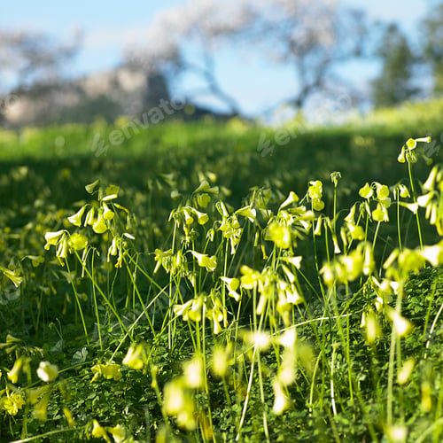 Preview: Wildflowers