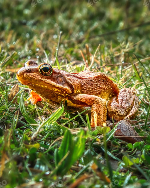 Preview: Close-up of a brown frog on dewy grass.