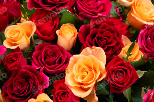 Preview: orange and red roses