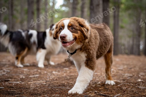 Preview: Australian Shepherd puppy in the forest