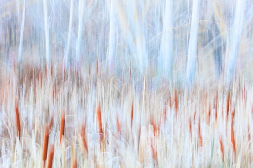Preview: Typha plant in purple light