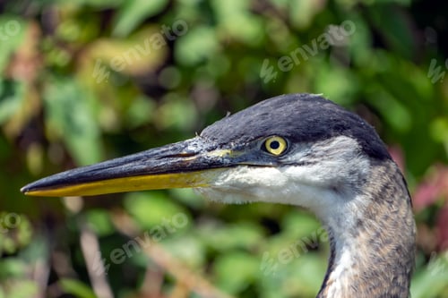 Preview: Great Blue Heron detailed head close up