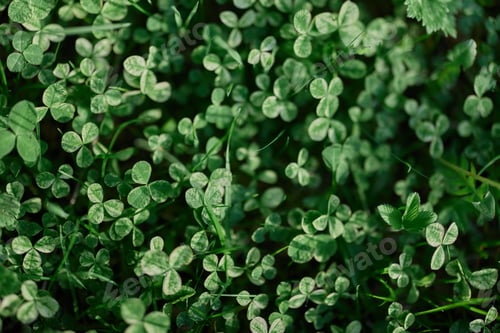 Preview: Fresh green leaves of clover grass and micro clover for lawn in the rays of summer sunlight
