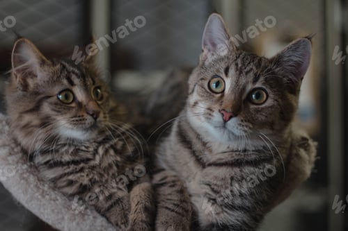 Preview: Kittens on a scratching post