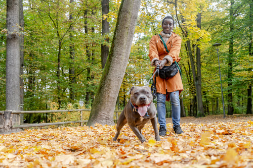Preview: African sportive woman walking active pit bull on leash in autumn forest