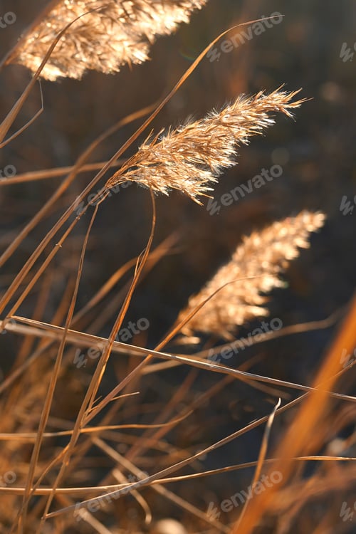 Preview: Background of a reeds on the lake