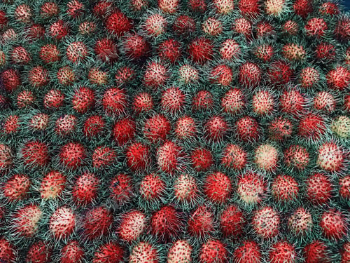 Preview: fruit background