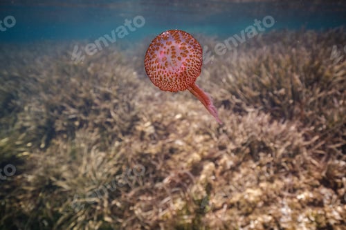 Preview: Amazing jellyfish swimming in ocean