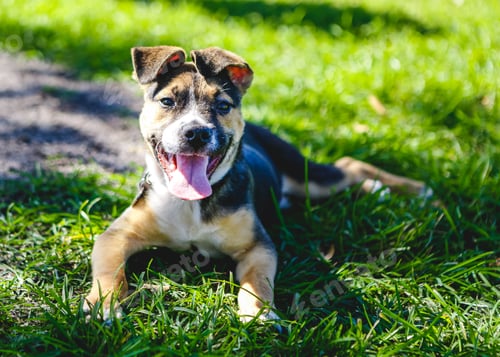 Preview: Cute Mixed Breed Puppy