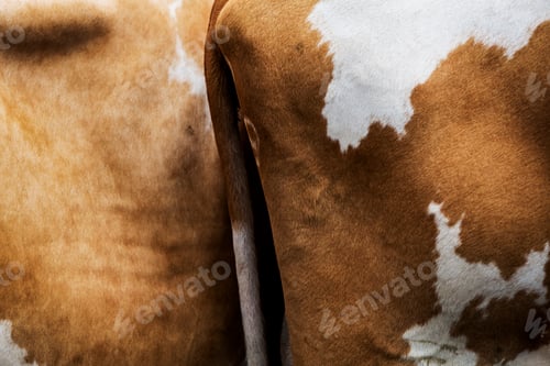 Preview: Close up of a Guernsey cow with piebald fawn and white coat.