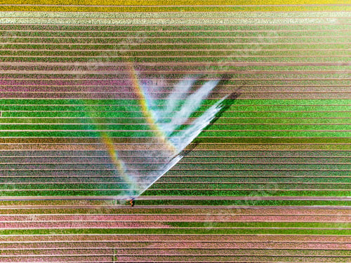 Preview: Aerial drone photo of tulip fields in The Netherlands during Spring season