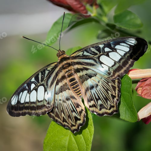 Preview: Blue Clipper Butterfly