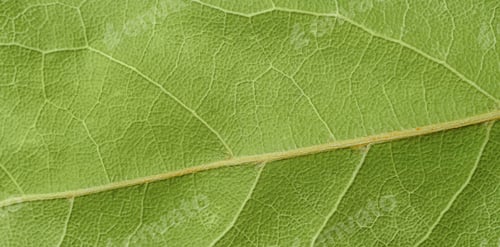 Preview: Macro shot of dry bay leaf texture.