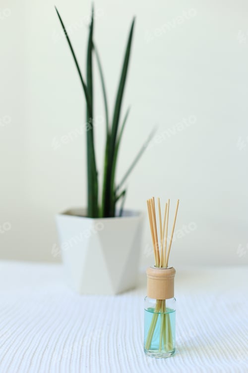 Preview: Sansieveria in a pot on a white background