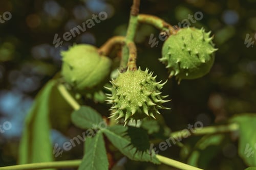 Preview: green ripening fruits of kashyan on tree branch on sunny summer day