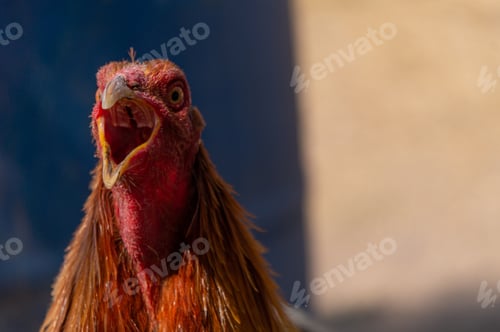 Preview: Chicken wandering around in a yard