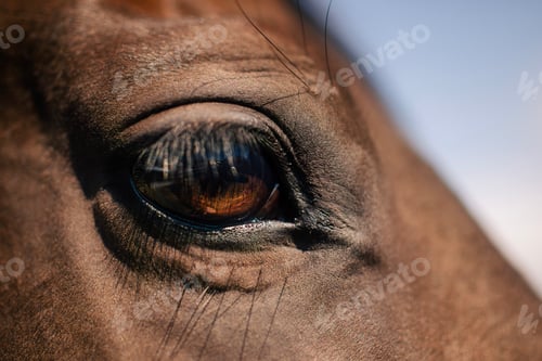 Preview: Close-up of eye of horse