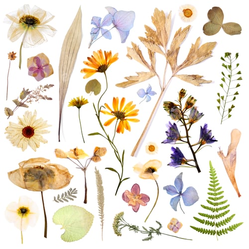 Preview: Dried flowers and leaves on white background, set