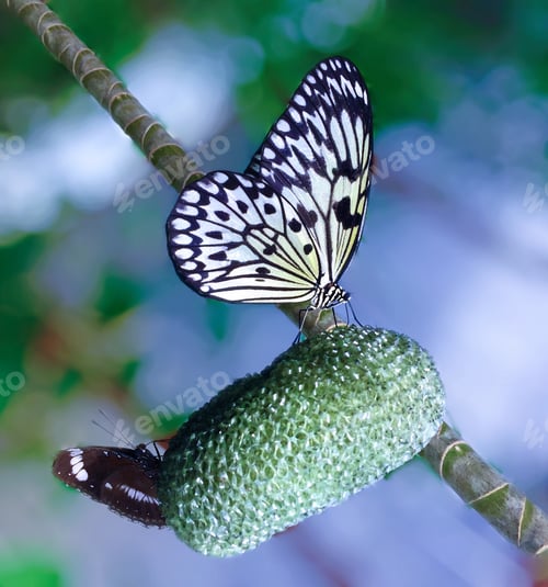 Preview: Butterfly