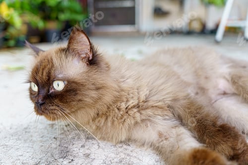 Preview: Persian cat eating favorite cat grass on concrete floor