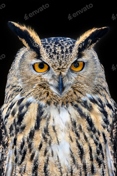 Preview: Owl looking big eyes out of the darkness close